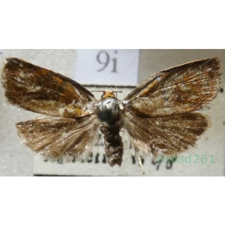 Ptycholoma lecheana (Linnaeus, 1758) Czech9i